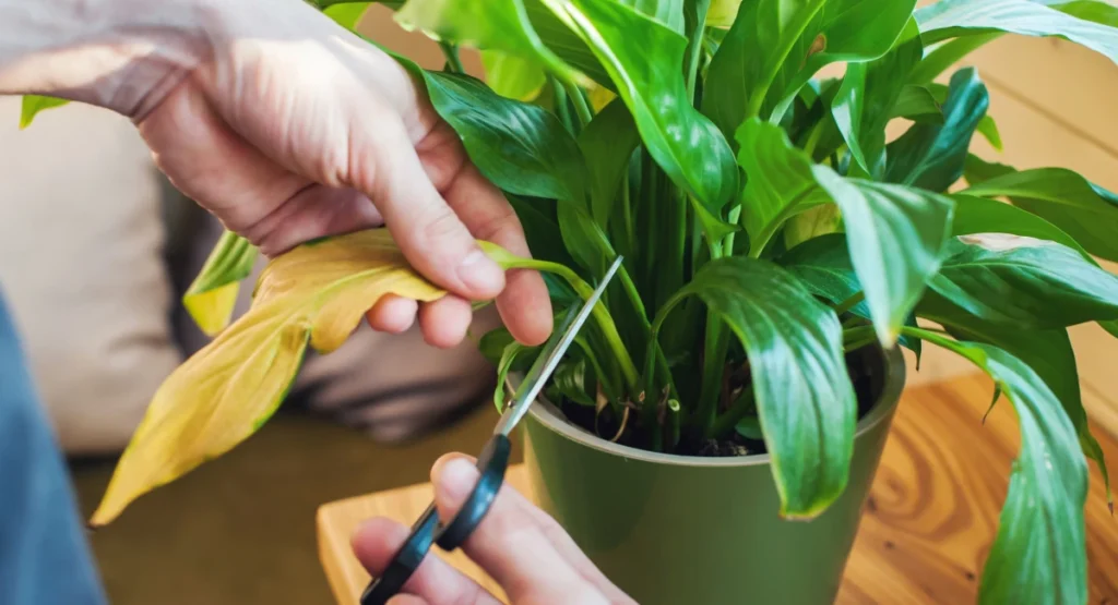 Plant Care Tips
