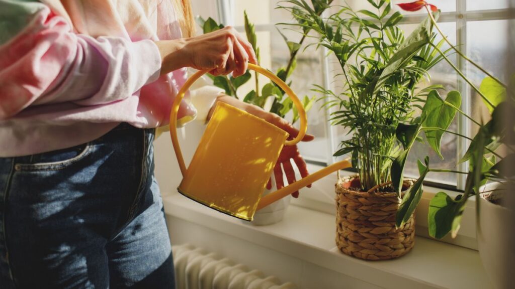 Plant Care Tips