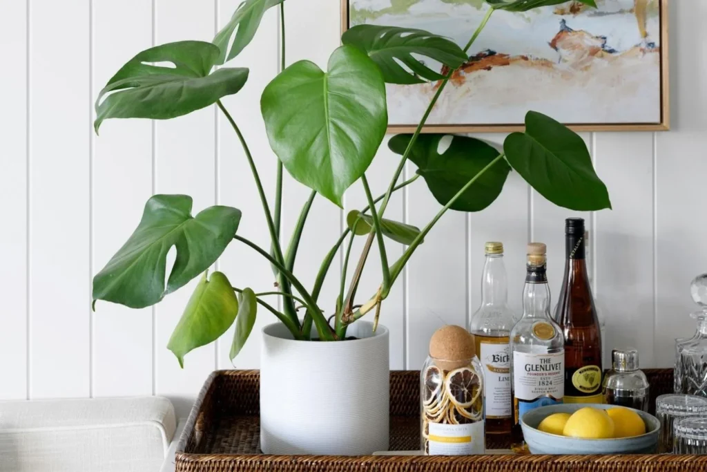 Indoor Plants