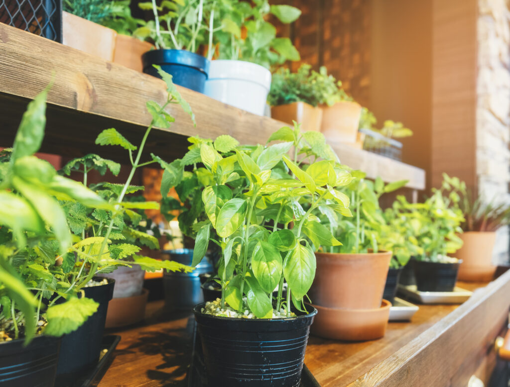 Indoor Gardening Tips