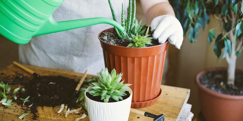 Plant Care Tips